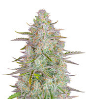 Wedding Cheesecake Auto - Herbies