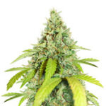 Wedding Cookies