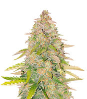 West Coast O.G. Auto - Herbies