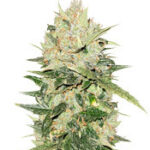 White Critical