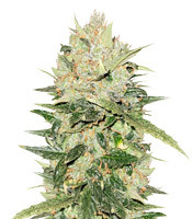 White Critical - Herbies