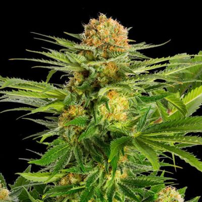 White Domina - Kannabia