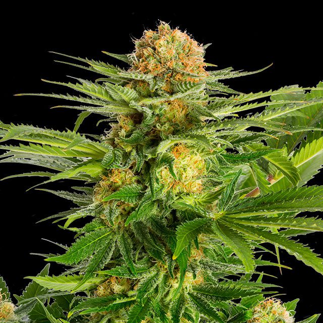 White Domina - Kannabia