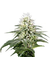 White Rhino - Herbies