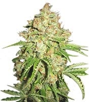 White Russian #1 Auto - Herbies