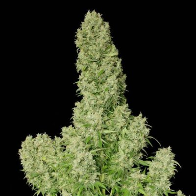 White Russian - CBDNOL