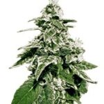 White Widow Auto