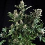White Widow Autoflower 15% THC