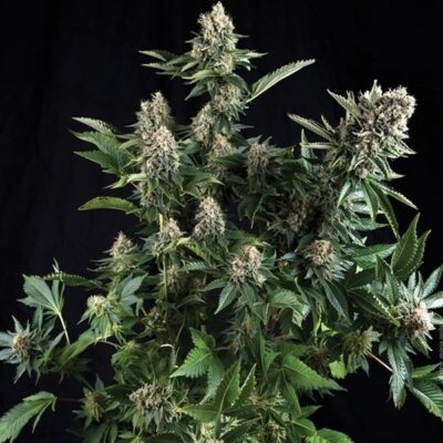 White Widow Autoflower 15% THC - East Smoke