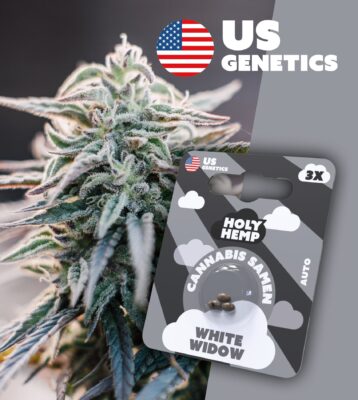White Widow Cali Seeds - Holy Hemp
