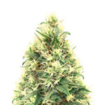 White Widow