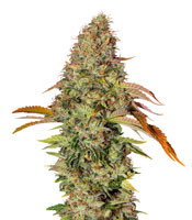 Z OG Auto - Herbies