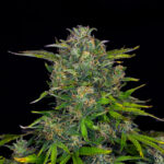 Zkittlez Auto
