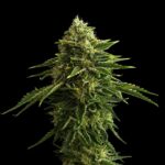 Zkittlez