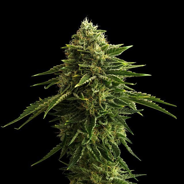 Zkittlez - Kannabia