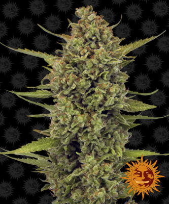 Acapulco Gold - Bushdoctor