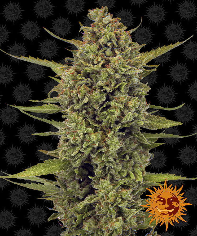 Acapulco Gold - Bushdoctor