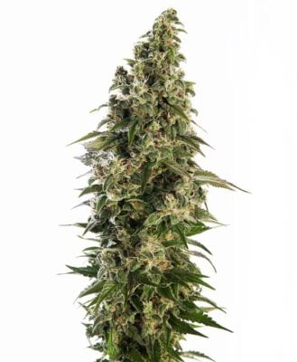 Afghani #1 - Bushdoctor