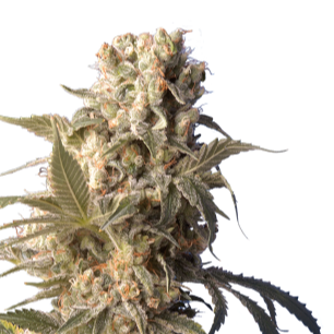 AK-47 - Bushdoctor