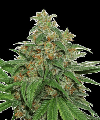AK420 - Bushdoctor