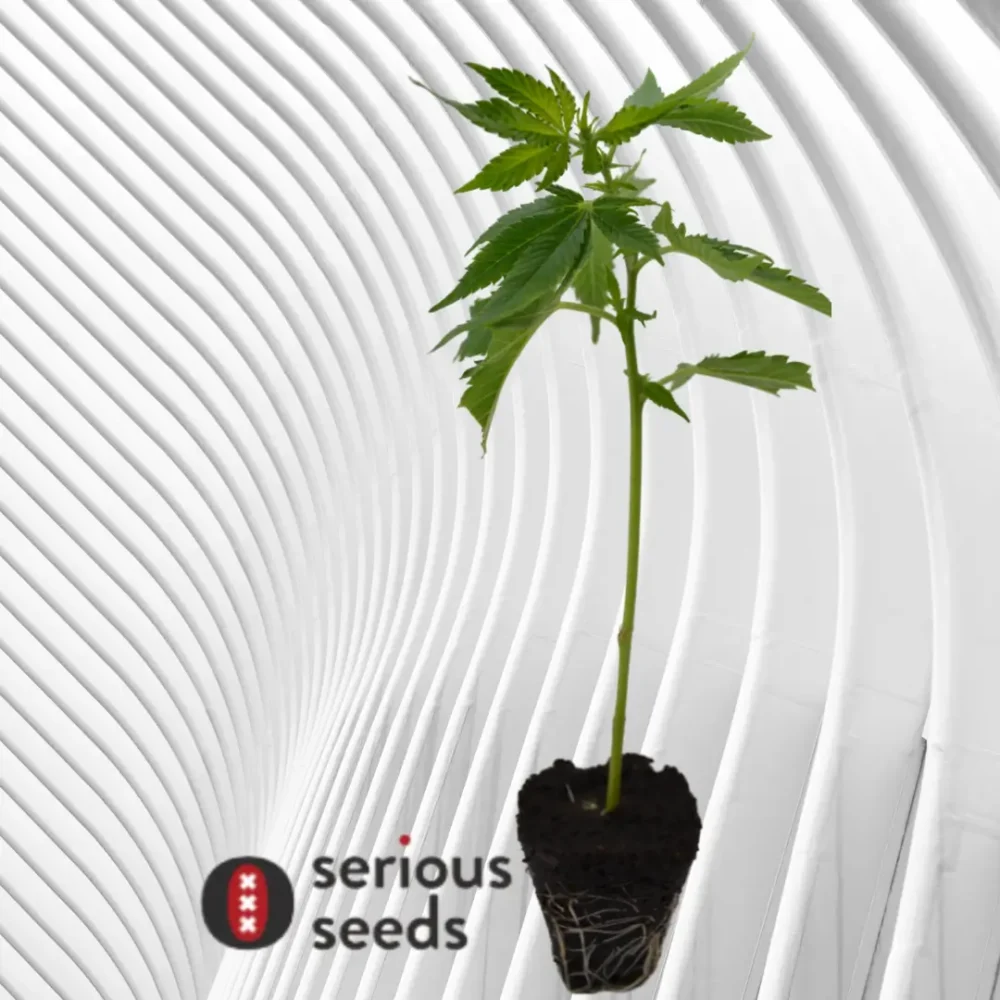 AK47 Cannabis Stecklinge 6 Stück - Hanfjack