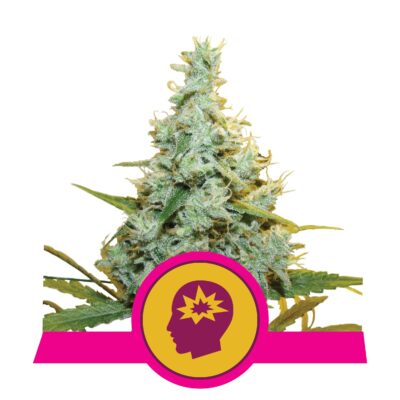 AMG - Bushdoctor