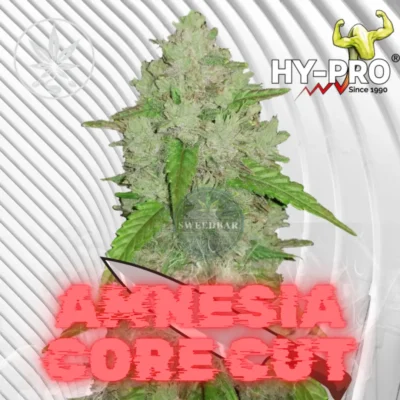 Amnesia Core Cut Cannabis Stecklinge - Hanfjack