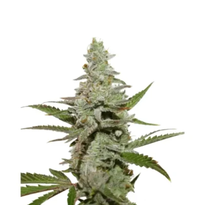 Amnesia Haze Auto 3 Stück - Hanfjack
