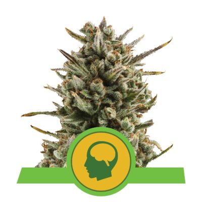 Amnesia Haze RQS - Bushdoctor