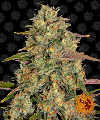 Amnesia Lemon - Bushdoctor