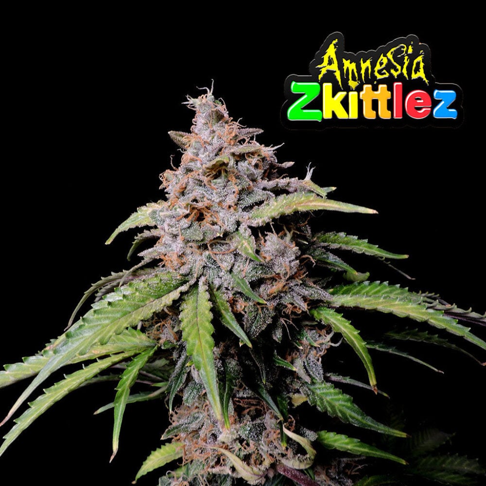 Amnesia Zkittlez - Bushdoctor