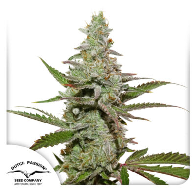 Amsterdam Amnesia - Bushdoctor