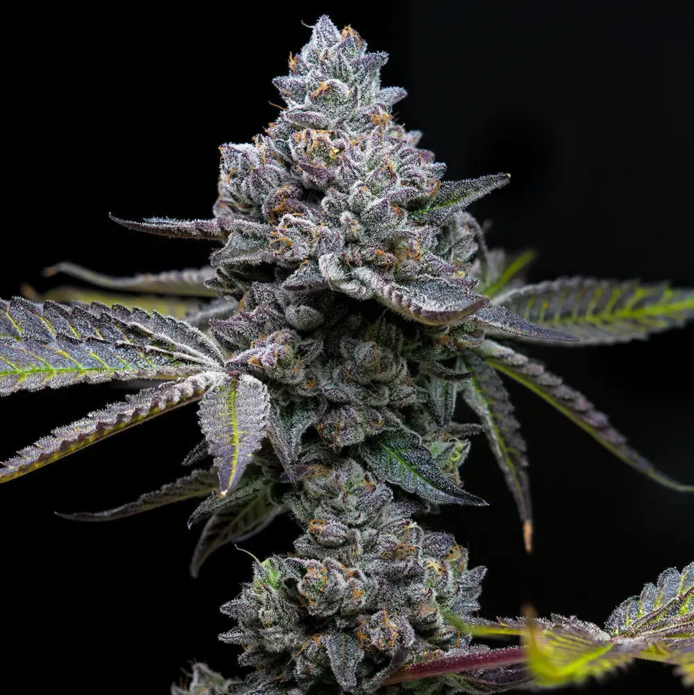 Apple Fritter - Bushdoctor