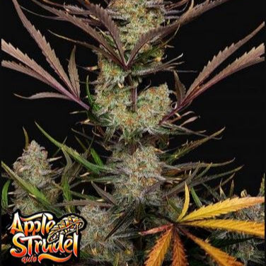 Apple Strudel - Bushdoctor