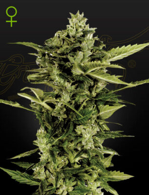 Auto-Bomb Feminised - Bushdoctor