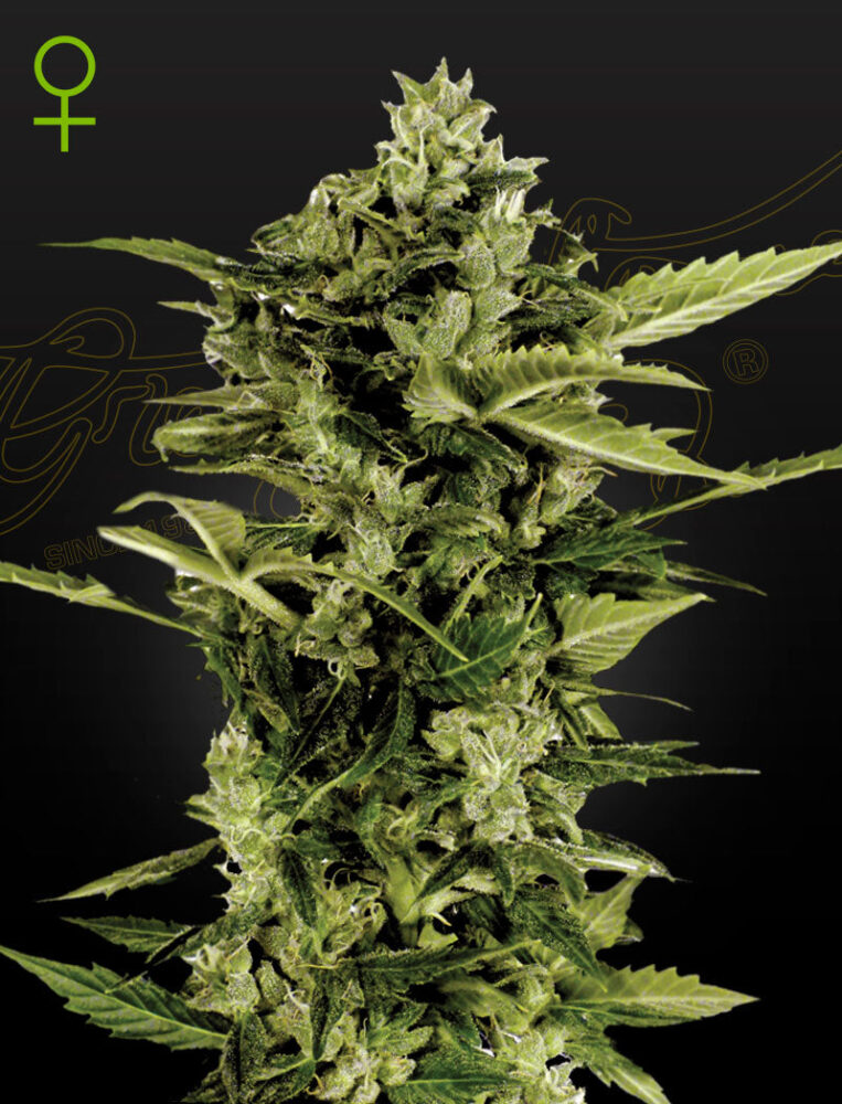 Auto-Bomb Feminised - Bushdoctor