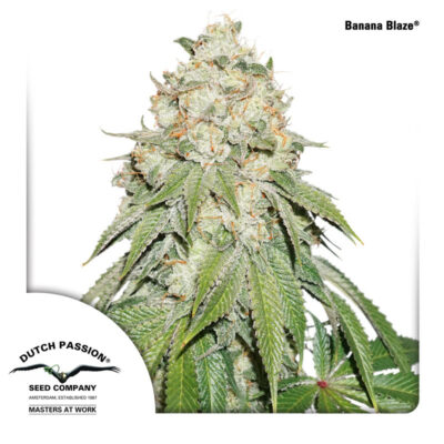 Banana Blaze - Bushdoctor