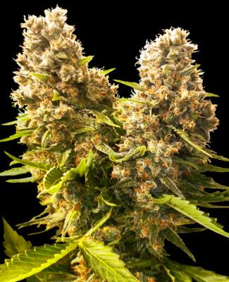 Banana Kush Cake - Bushdoctor