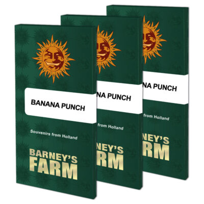 Banana Punch - Bushdoctor