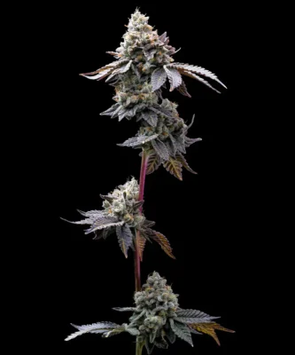 Barneys Farm GMO Cookies 1 Stück - Hanfjack