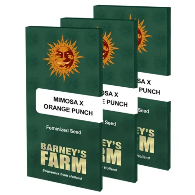 Barneys Farm Mimosa x Orange Punch 1 Stück - Hanfjack