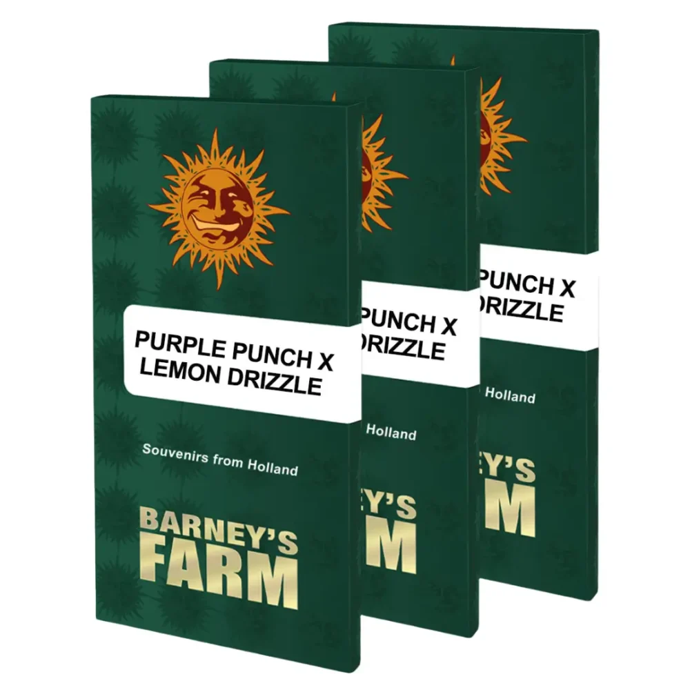 Barneys Farm Purple Punch x Lemon Drizzle 1 Stück - Hanfjack