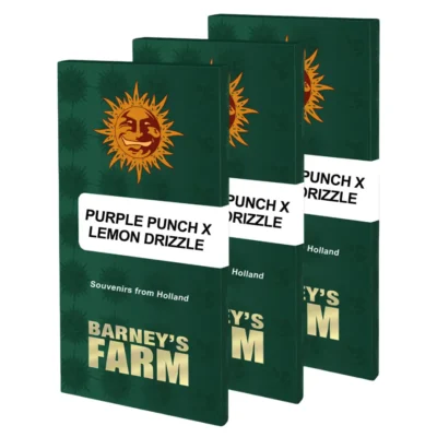 Barneys Farm Purple Punch x Lemon Drizzle 1 Stück - Hanfjack