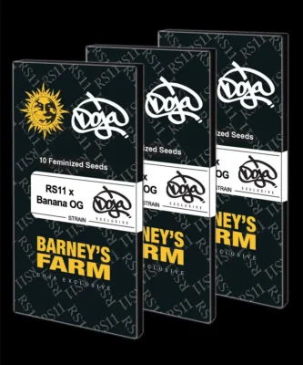 Barneys Farm RS11 x Banana OG 3 Stück - Hanfjack