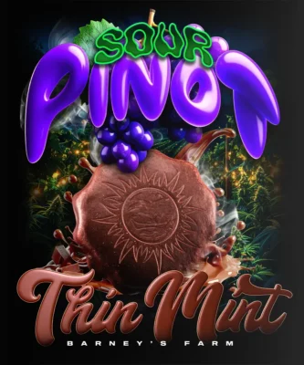 Barneys Farm Thin Mint x Sour Pinot Auto 3 Stück - Hanfjack