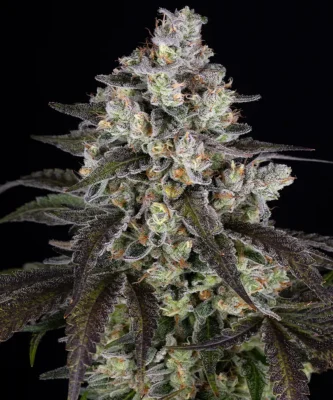 Barneys Farm Trainwreck 1 Stück - Hanfjack