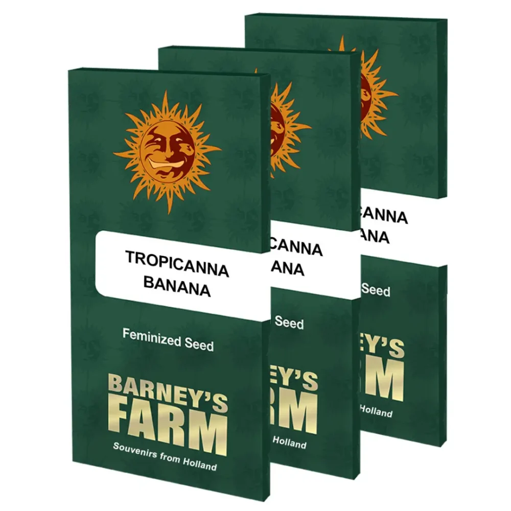 Barneys Farm Tropicanna Banana 3 Stück - Hanfjack