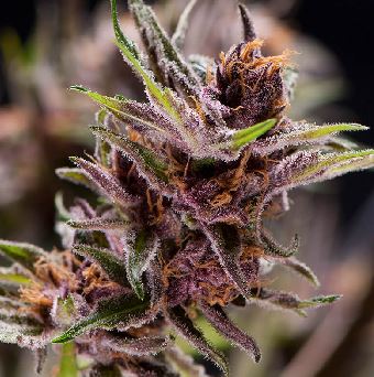 Black Cherry Punch - Bushdoctor