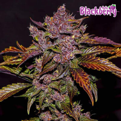 Blackberry Auto 5 Stück - Bushdoctor