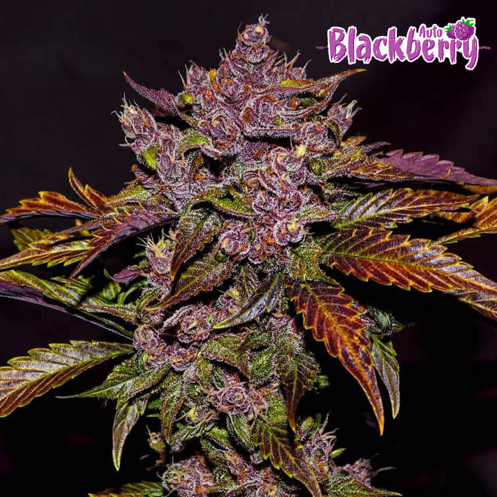 Blackberry Auto 5 Stück - Bushdoctor